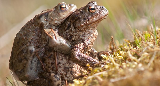Erdkr&ouml;tenpaar (Foto: Leo/fokus-natur.de)