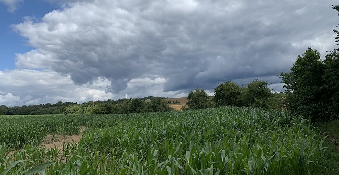 Maisfeld bei Nordhausen  (Foto: oas)