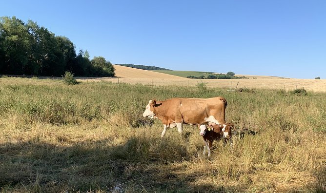 Wiese bei Nordhausen/Salza (Foto: oas)