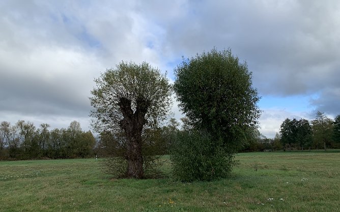 Kopfweiden an der Staumauer in Kelbra (Foto: oas)