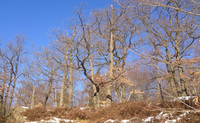 Winterlich im Harz (Foto: oas)