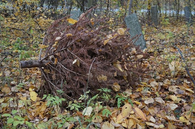 So nicht! Achtlos in den Wald geworfen ist ein derart entsorgter Baum oft Ausgangspunkt f&uuml;r weitere illegale M&uuml;llablagerungen (Foto: Th&uuml;ringenForst, Dr. Horst Spro&szlig;mann)