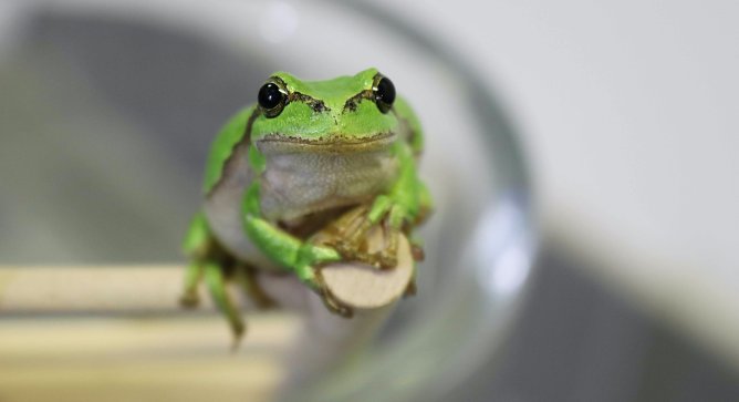 Der Volksglaube besagt: Wenn der Laubfrosch oben auf der Leiter sitzt, wird das Wetter sonnig, sitzt er unten, wird es regnerisch. (Foto: Aquazoo L&ouml;bbecke Museum)