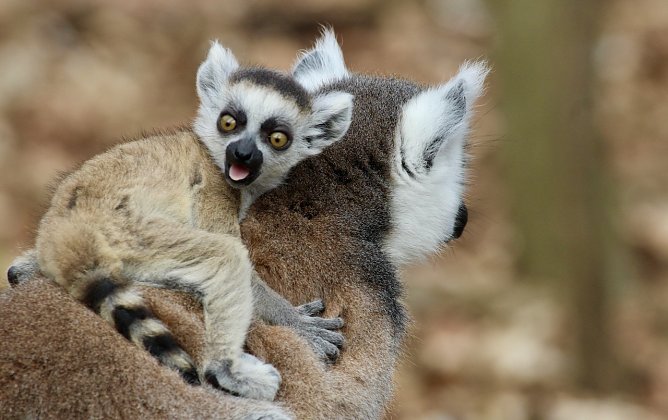 Junges Katta-&Auml;ffchen mit Muttertier im Affenpark Strau&szlig;berg (Foto: Eva Maria Wiegand)