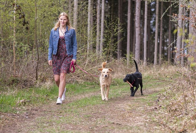 An Waldr&auml;ndern, im hohen Gras, in Geb&uuml;schen und im lichten Unterholz f&uuml;hlen sich Zecken besonders wohl (Foto: HUK-COBURG )