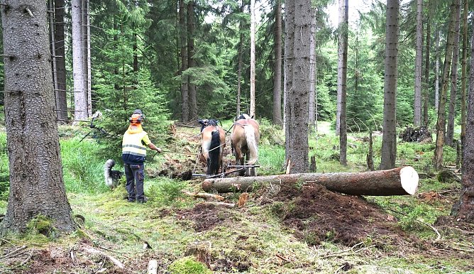 H&auml;tten Sie&acute;s gewusst? So manches Regalbrett wurde von R&uuml;ckepferden aus dem Wald transportiert (Foto: Th&uuml;ringenForst)