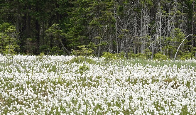 Naturschauspiel Scheiden-Wollgras auf dem Morast-Moor im Th&uuml;ringer Forstamt Frauenwald: Wind oder Wasser transportieren die F&auml;den zur Verbreitung der Art � je nach Witterungsverlauf verliert sich der markante visuelle Effekt nach wenigen Wochen (Foto: Thomas Stephan/ Th&uuml;ringenForst)
