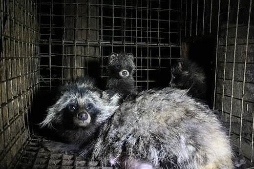Marderhunde in einem kleinen K&auml;fig auf einer Pelzfarm in Polen (Foto: Otwarte Klatki)