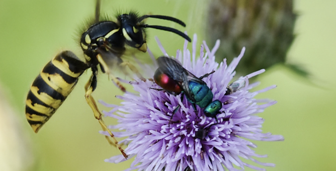 Gemeine Wespe mit Sandgoldwespe (Foto: Peter Brixius)