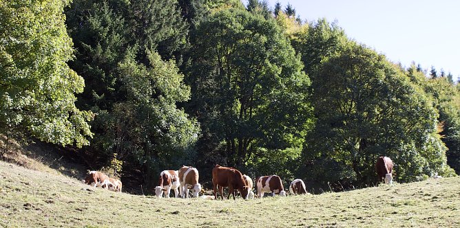 Frühherbststimmung (Foto: oas) Frühherbststimmung (Foto: oas)