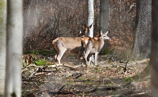 Wildtiere nutzen zur kalten Jahreszeit jede W&auml;rmequelle: In alle Richtungen sicherndes Rotwild in der Herbstsonne   (Foto: Ralph Sikorski)