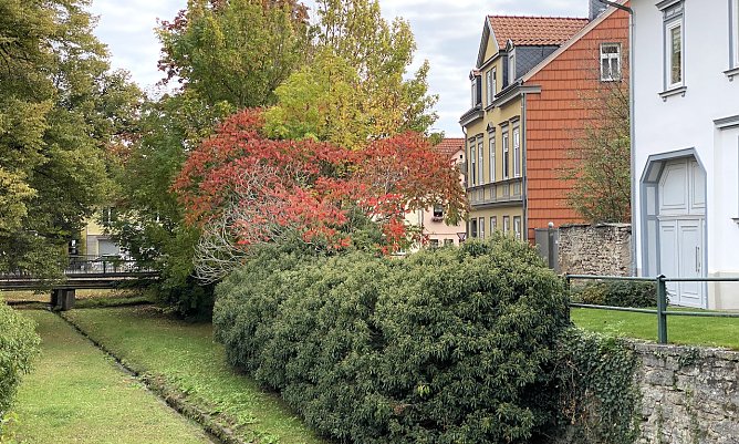 Blattf&auml;rbung in Bad Langensalza (Foto: oas)