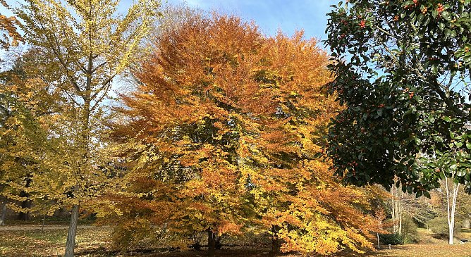 Herbstf&auml;rbung im Friedrikenschl&ouml;sschen Bad Langensalza (Foto: oas)