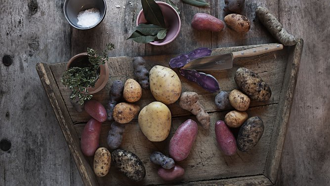 Kartoffeln stecken voller gesunder Inhaltsstoffe, die auf nat&uuml;rliche Weise k&ouml;rperliche Beschwerden lindern k&ouml;nnen (Foto: Markus Basler)