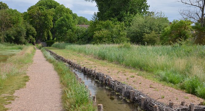 Meere-Salde im Artener Solgraben (Foto: Landschaftspflegeverband Südharz/ Kyffhäuser) Meere-Salde im Artener Solgraben (Foto: Landschaftspflegeverband Südharz/ Kyffhäuser)