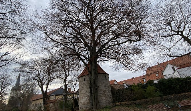nachts wird es wieder frostig und morgens glatt (Foto: oas)