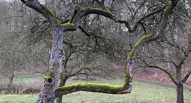 Obstwiese im Winter (Foto: oas)