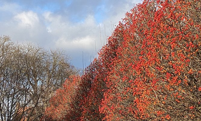 In der Kurpromenade Bad Langensalza (Foto: oas) In der Kurpromenade Bad Langensalza (Foto: oas)