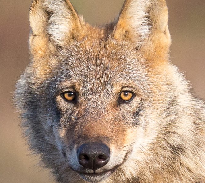 Ein Wolf oder "der böse Räuber aus dem Märchen" (Foto: Jürgen Borris) Ein Wolf oder "der böse Räuber aus dem Märchen" (Foto: Jürgen Borris)