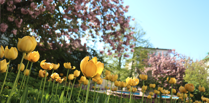 Der Fr&uuml;hling naht! Aber wann genau beginnt er eigentlich? (Foto: agl)
