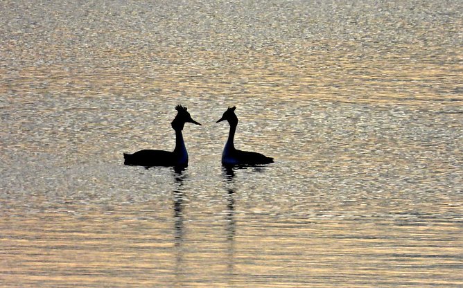 Abends am Stausee Kelbra (Foto: P.Blei)