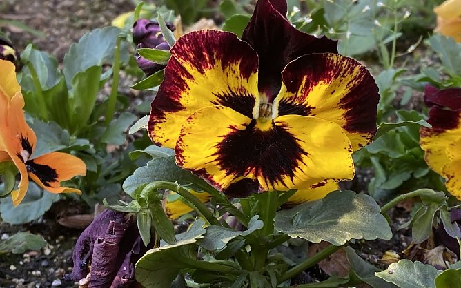 Warmes, trockenes Frühlingswetter bleibt weiter Mangelware (Foto: oas) Warmes, trockenes Frühlingswetter bleibt weiter Mangelware (Foto: oas)