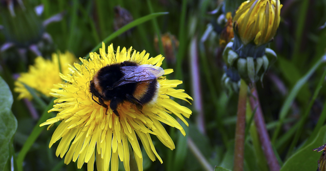 Bombus terrestris - die Erdhummel (Foto: Ronald Bellstedt) Bombus terrestris - die Erdhummel (Foto: Ronald Bellstedt)