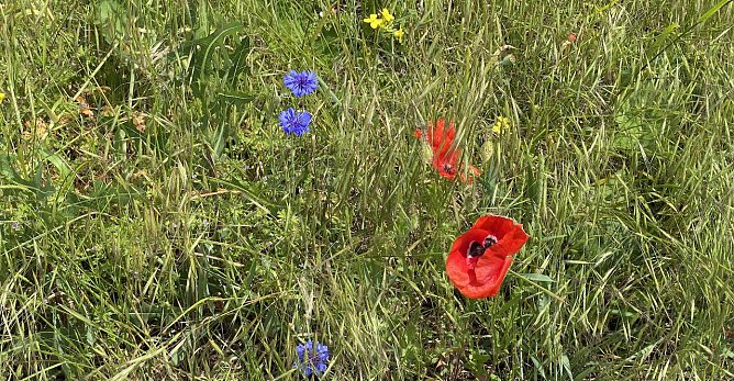 Heute noch verbreitet schön, morgen aber regnerisch (Foto: oas) Heute noch verbreitet schön, morgen aber regnerisch (Foto: oas)