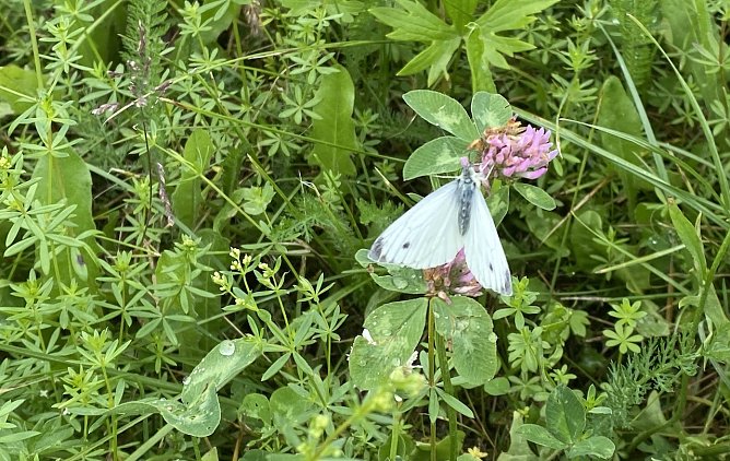 Weiterhin optimale Bedingungen f&uuml;r Sonnenanbeter (Foto: oas)