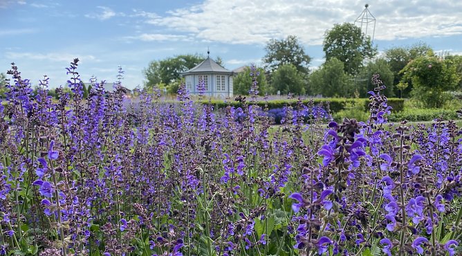 Sonderaktion der Langensalzaer G&auml;rten am Sonntag (Foto: oas)
