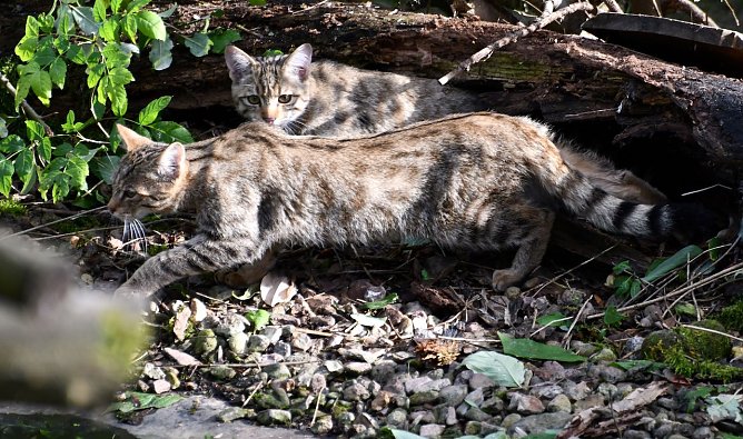 Junge Wildkatzen (Foto: B&auml;rbel Baway)