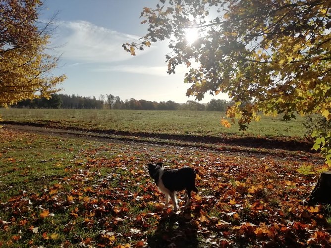 Der Herbst zeigte sich in Sophienhof heute wieder von seiner sch&ouml;nsten Seite (Foto: W. J&ouml;rgens)