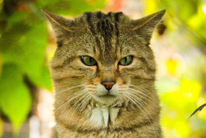 Wildkater Emil wartet im Wildkatzendorf auf Besucher (Foto: Mona Heyn) Wildkater Emil wartet im Wildkatzendorf auf Besucher (Foto: Mona Heyn)