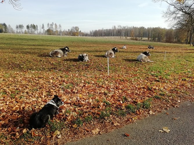 So l&auml;sst sich der Herbst aushalten - milde war es heute morgen auch in Sophienhof (Foto: W. J&ouml;rgens)
