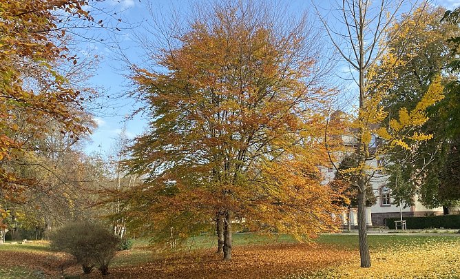 Im Kurpark Bad Langensalzas (Foto: oas) Im Kurpark Bad Langensalzas (Foto: oas)