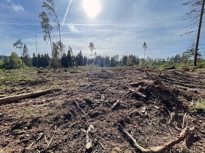 Kahlschlag im Wald (Foto: Franziska Spindler)