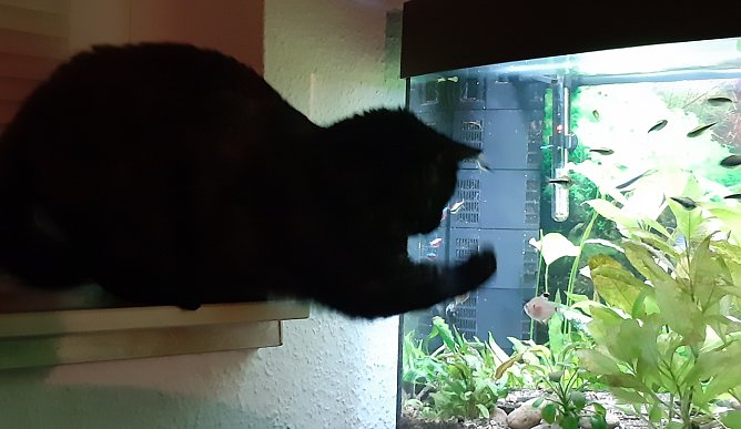 Katzenfernsehen (Foto: Thea Große) Katzenfernsehen (Foto: Thea Große)