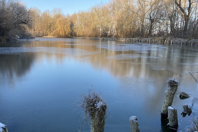 B&ouml;hmenteich Bad Langensalza (Foto: oas)