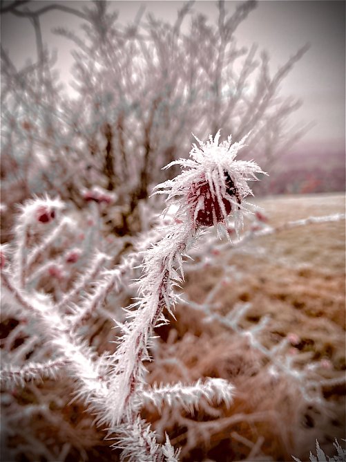 Gefrohrene Hagebutte im Stachelkleid (Foto: Yvonne Werner)