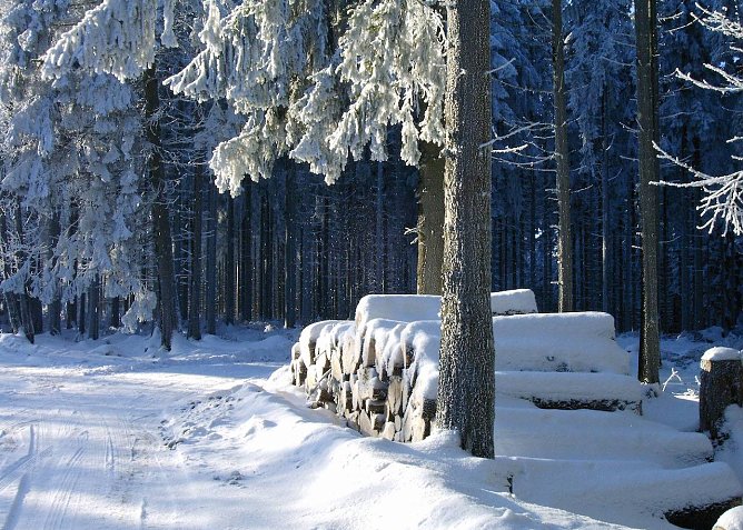 Waldbesucher m&uuml;ssen Holzpolter als eine offenkundige Gefahr erkennen   (Foto: Horst Spro&szlig;mann)