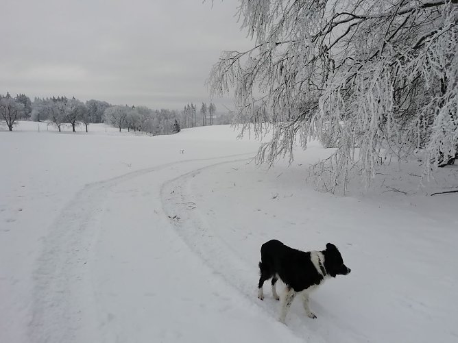 W&auml;hrend der Schnee im Tal verschwunden ist, h&auml;lt sich die wei&szlig;e Pracht im Harz noch (Foto: W. J&ouml;rgens)