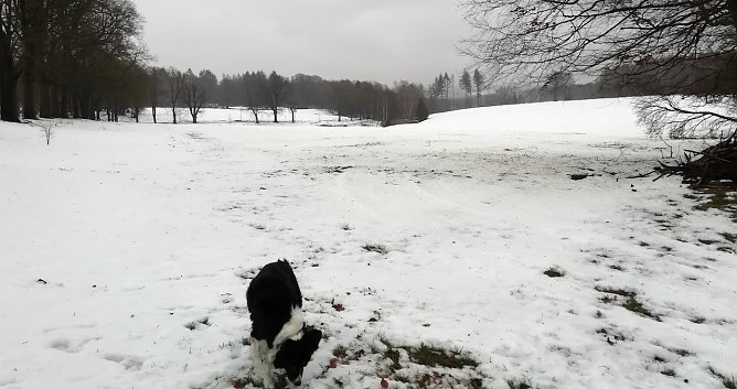 Plus 4 Grad, starker Wind und Schneeschmelze meldet der Harz (Foto: W.J&ouml;rgens)