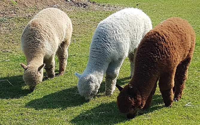 Drei lebendige Rasenm&auml;her zum Osterfest (Foto: Christina Kanngie&szlig;er)