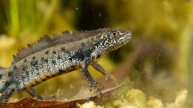 Kammmolch (Foto: Konrad K&uuml;rbis)