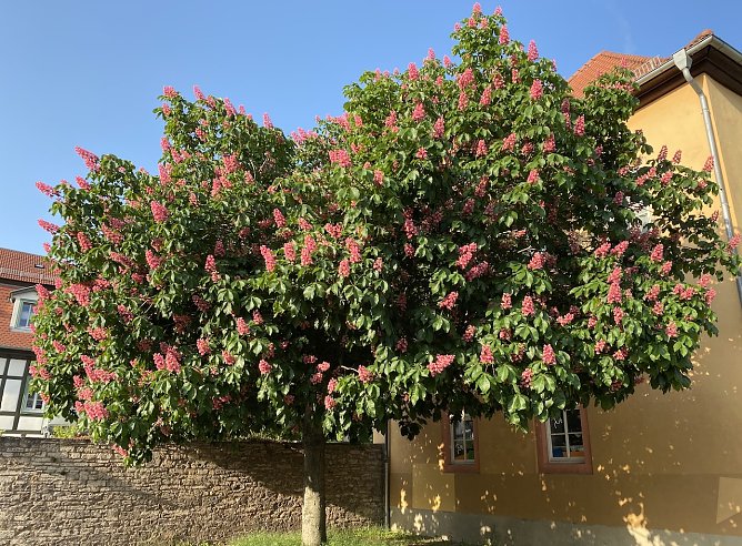 Das phantastische Pfingstwetter hält weiter an (Foto: oas) Das phantastische Pfingstwetter hält weiter an (Foto: oas)