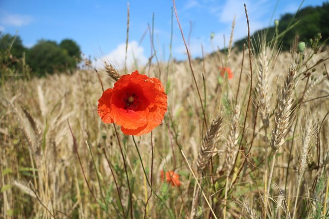 Wetterbild (Foto: agl)