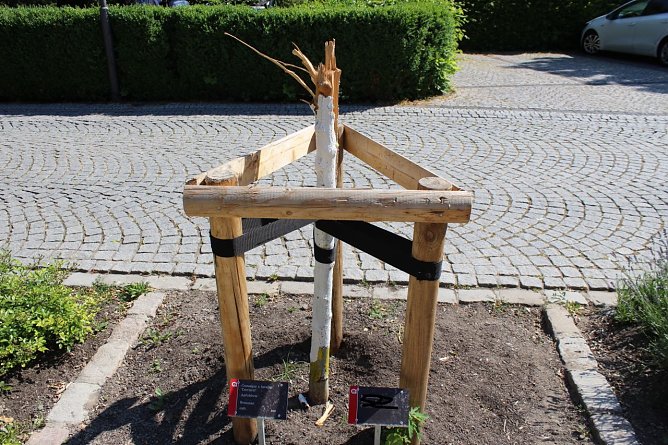 Mutwillig zerst&ouml;rte junge B&auml;ume sind leider einige in Bad Langensalza zu finden (Foto: emw)