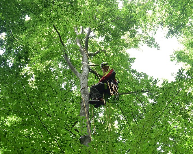 Th&uuml;ringenForst-Zapfenpfl&uuml;cker im Auftrag der Waldbodenforschung unterwegs: Sie entnehmen Blatt- und Nadelproben in luftiger H&ouml;he   (Foto: Andreas Knoll)