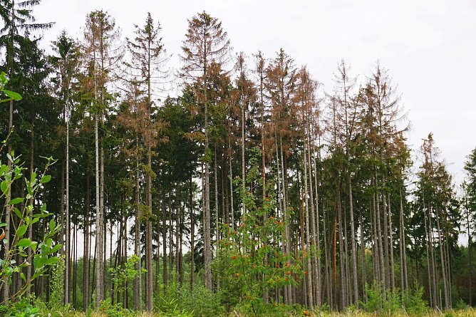 Aus Forstschutzgr&uuml;nden sind nicht die abgestorbenen, braunen Fichten im Vordergrund interessant, sondern die gr&uuml;nen Fichten dahinter. Diese sind auf frischen Borkenk&auml;ferbefall zu kontrollieren und ggf. umgehend einzuschlagen und abzutransportieren (Foto: Dr. Horst Spro&szlig;mann)