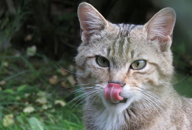 Wildkater Leo im Wildkatzendorf (Foto: John Crusius)